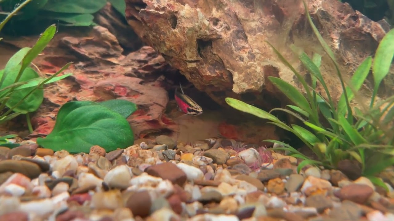 Cenepa Zwergziersalmler - Nannostomus cenepa rot