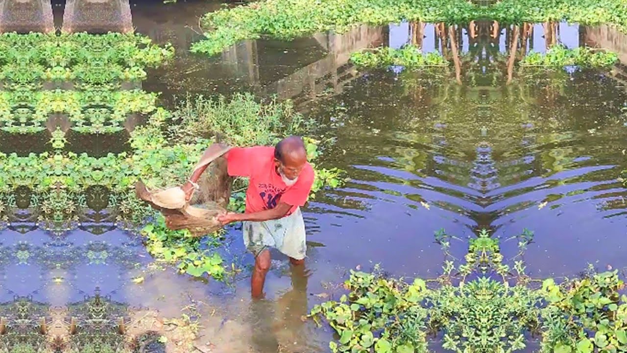 Amazing Fish Hunting by Poor Fisherman - Best Cast Net Fishing - Traditional Village Fishing