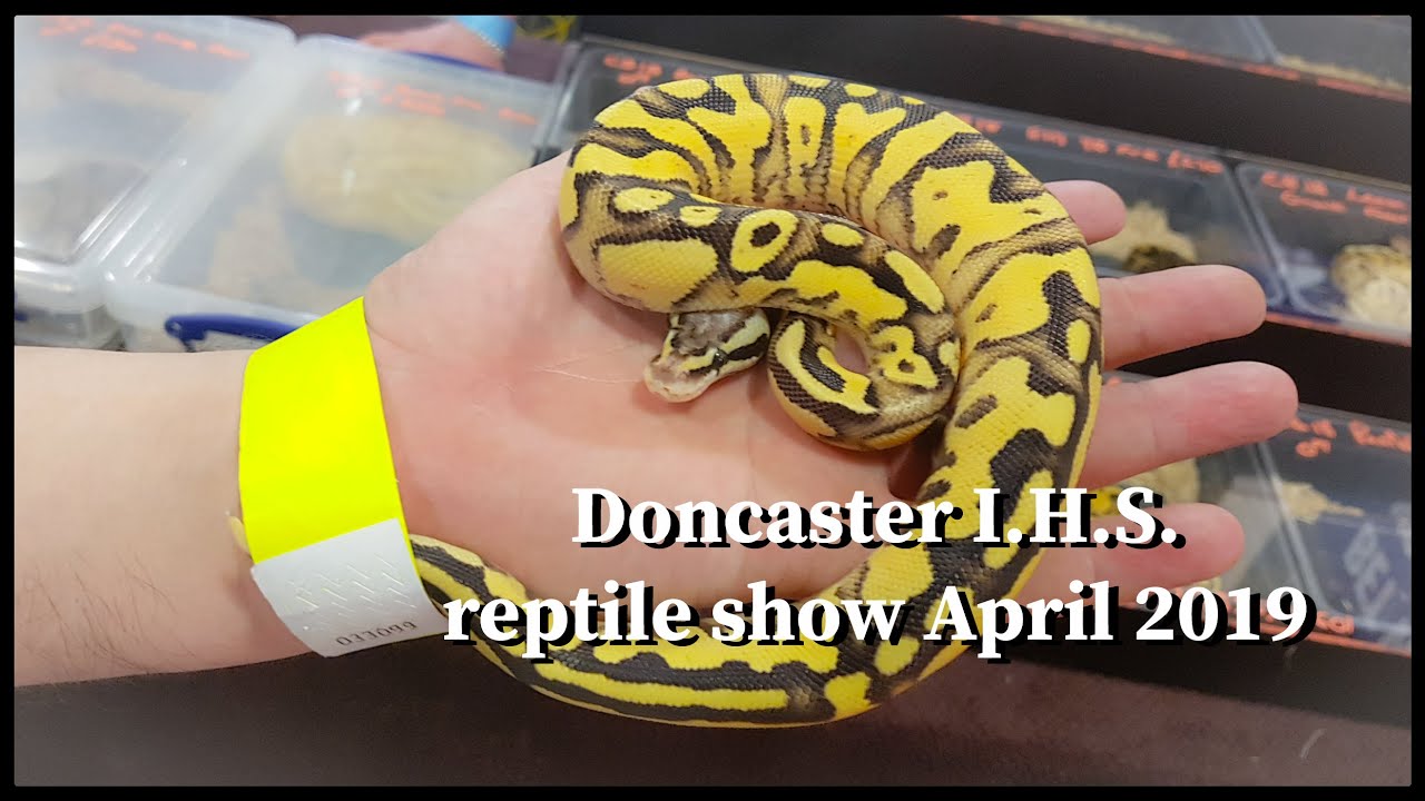 I.H.S. Doncaster Reptile show April 2019