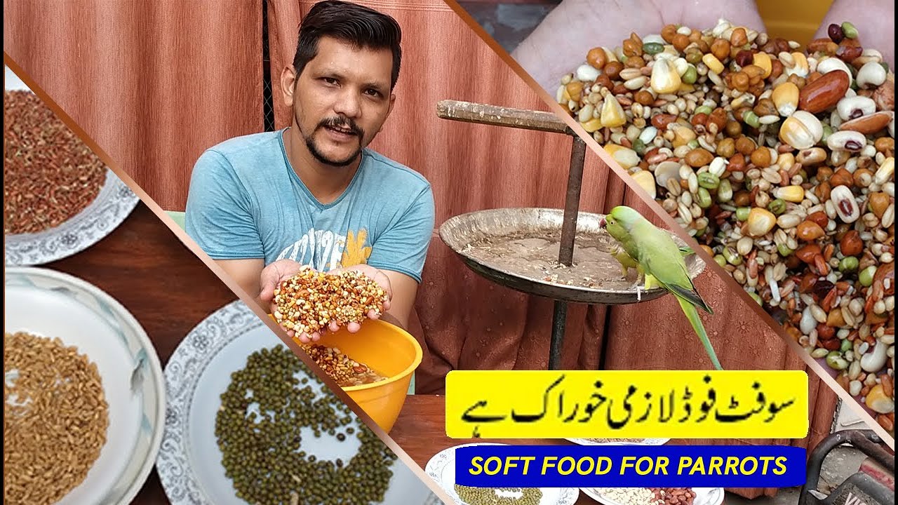 PARROTS KAY BEST SOFT FOOD IN SUMMER | HEALTHY FOODS | PBI OFFICIAL