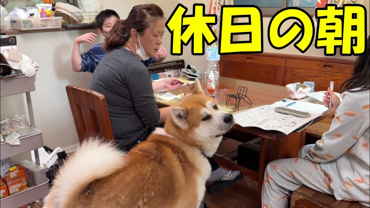 ホットケーキと秋田犬そら・シェパード犬マックと40歳の亀さん