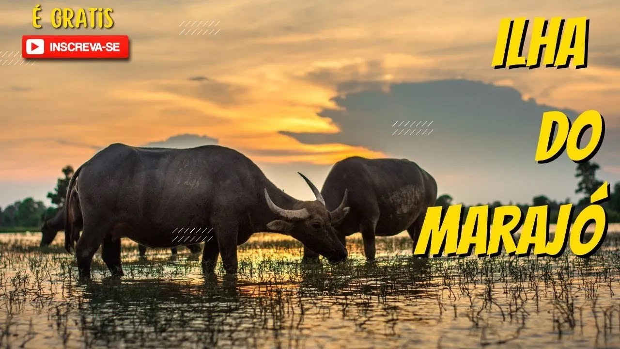 Saímos de Belém até a ilha do Marajó