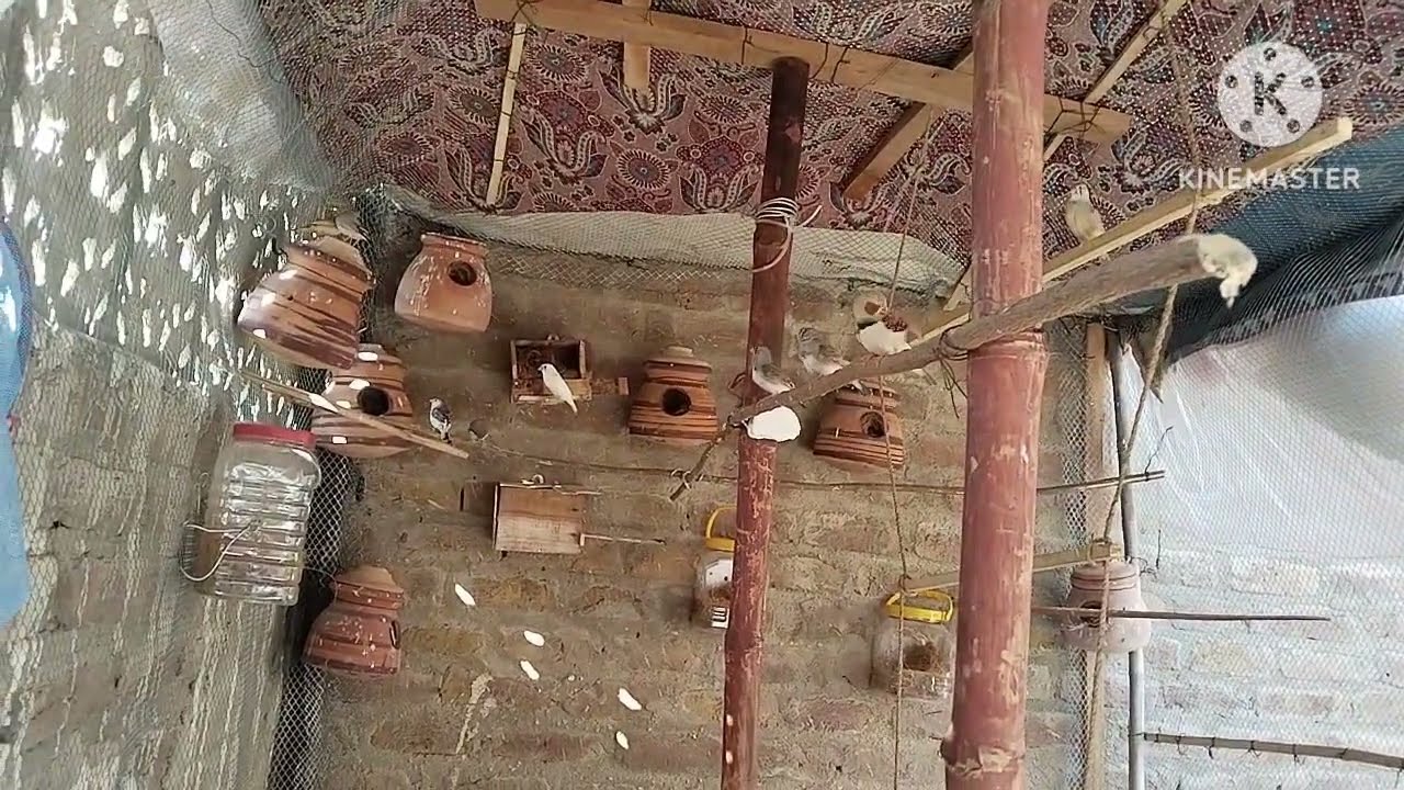 Zebra Finch Aviary Tour 🐦 | Healthy & Active Birds | SM Finch Aviary