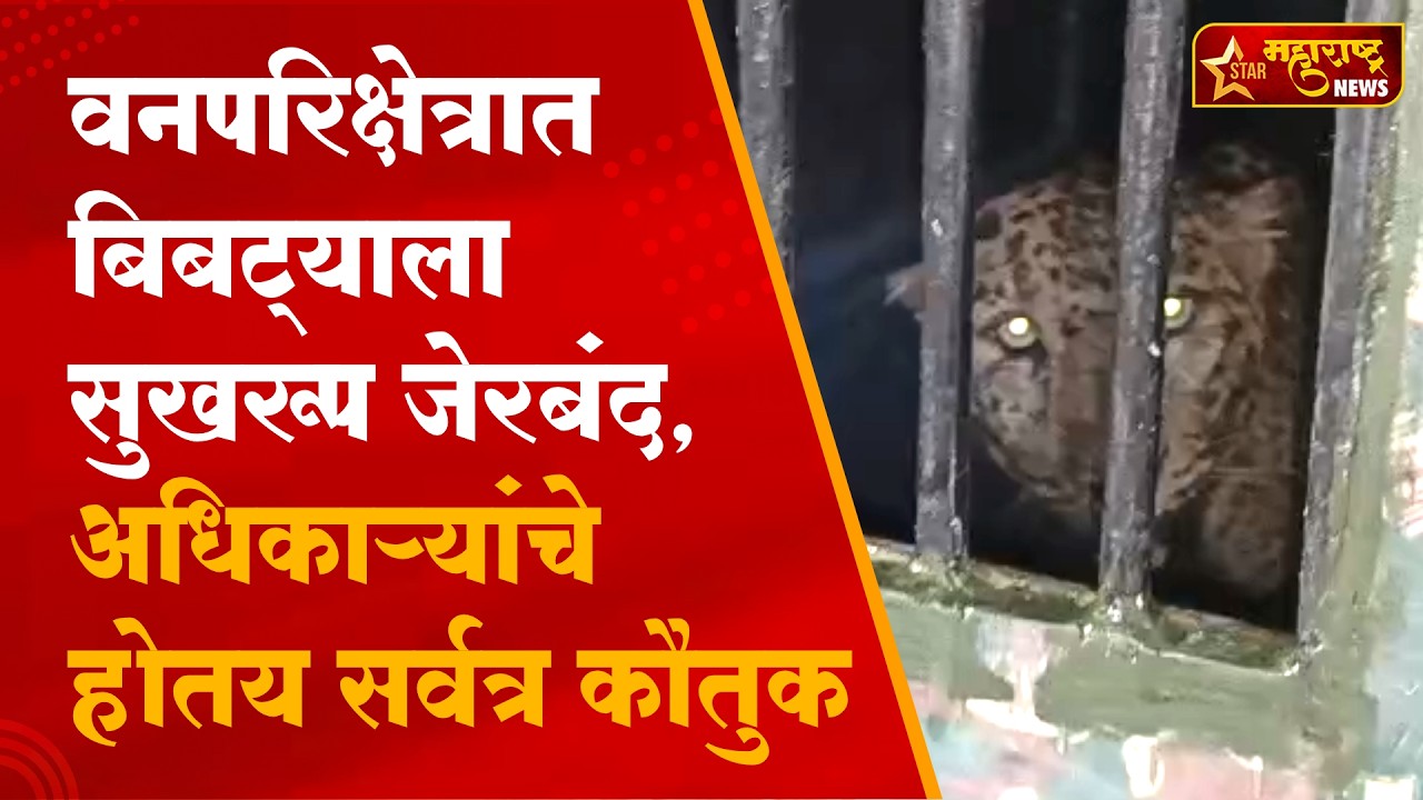 अजिंठा वनपरिक्षेत्रात बिबट्याला सुखरूप जेरबंद,सुरक्षित वन अधिवासात सोडण्यात आले आहे