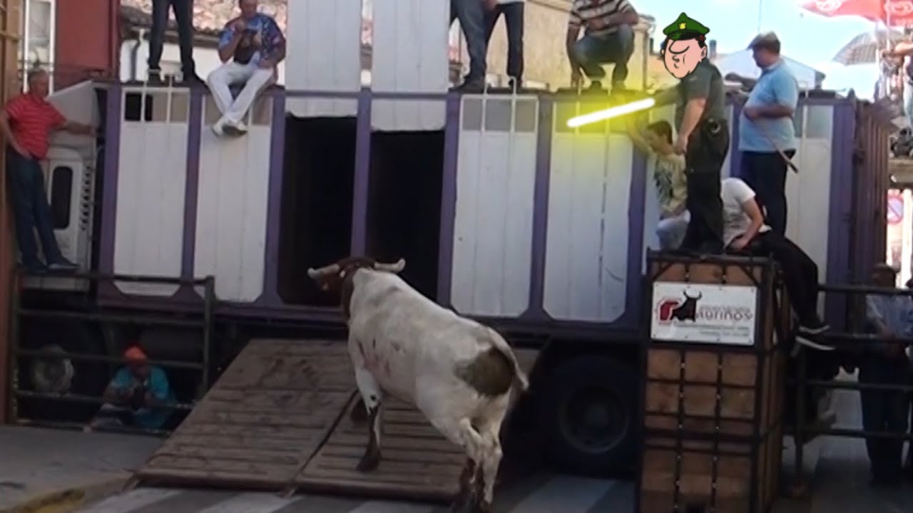 &iquest;Cabestro guiado por la Guardia Civil? Vitigudino 2015 Toro del Corpus. YoTaurino.net