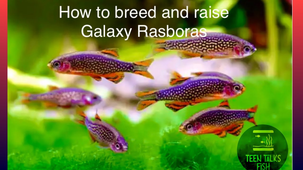 How to breed and Raise galaxy rasboras.￼
