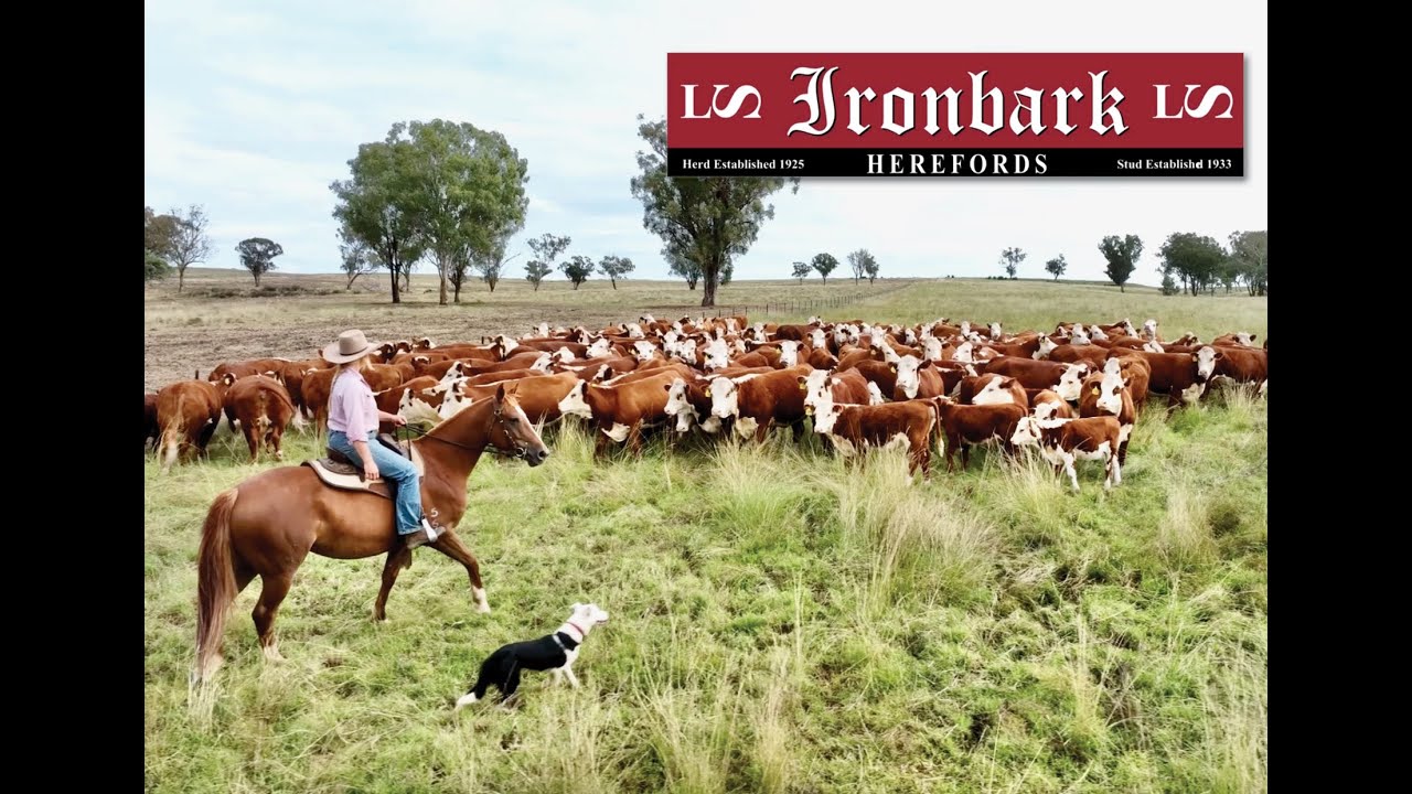 Silencer Cattle Crushes ... don't underestimate the name Silencer