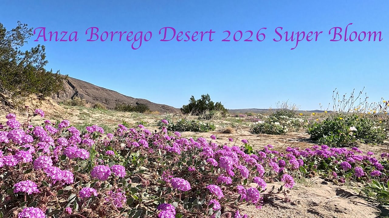 Anza Borrego Flower Super Bloom 2026