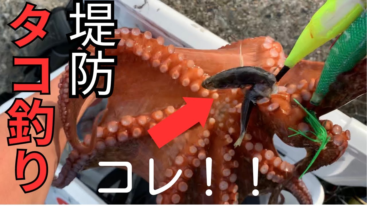 堤防タコ釣り【短時間でタコ釣るコツ】