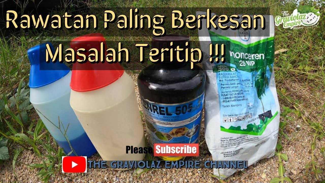 Rawatan Paling Berkesan Masalah Serangan Serangga Teritip ❗❗❗ #2️⃣7️⃣