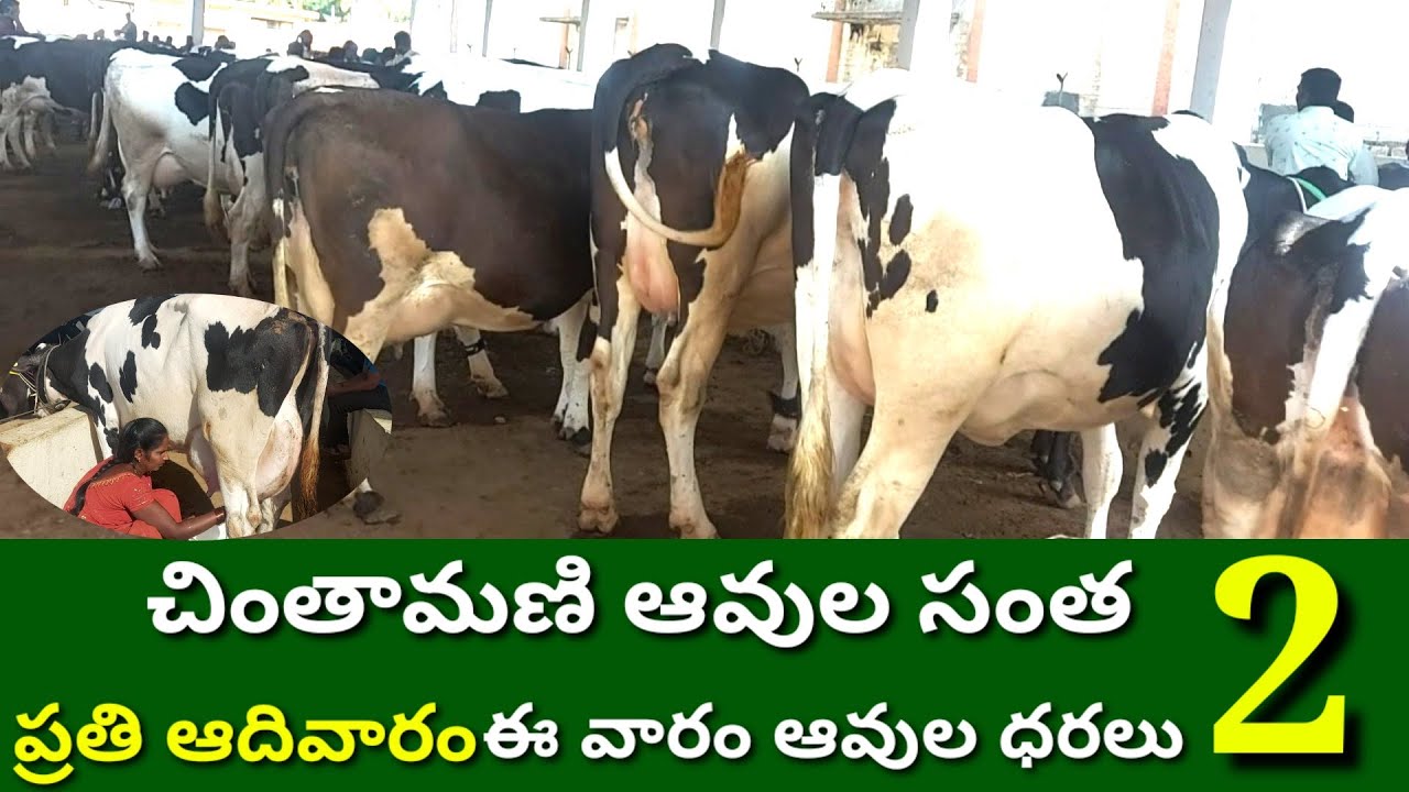 CHINTAMANI COWS MARKET 2 చింతామణి ఆవుల సంత ప్రతి ఆదివారం HF JERSEY COWS 29 5 2022