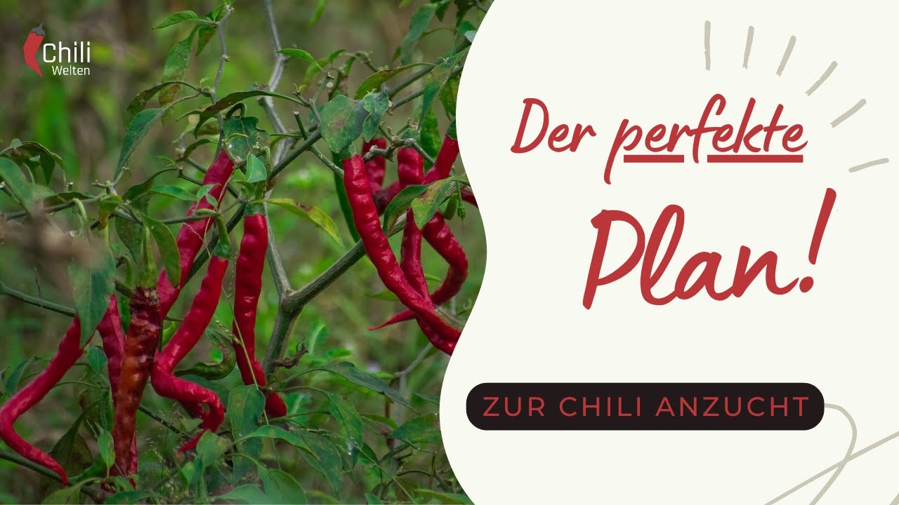 So wird die nächste Chili-Anzucht zum Erfolg