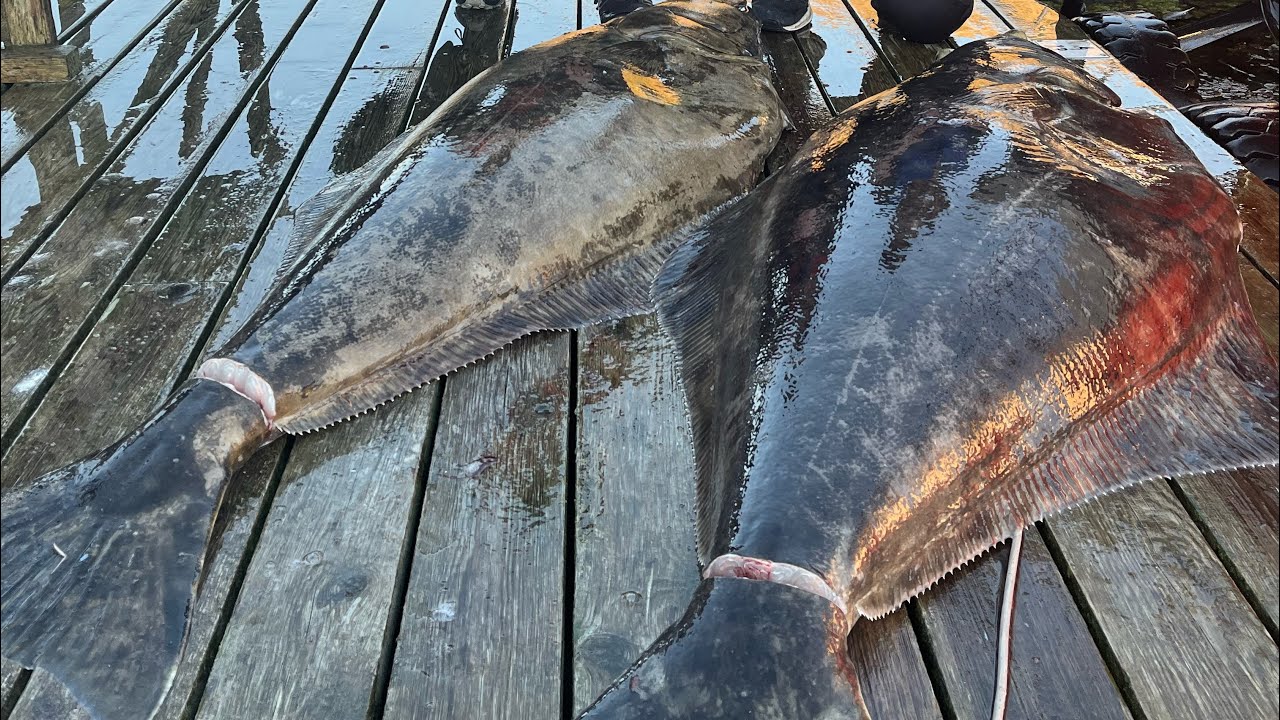 Kveite fangst fra dypet