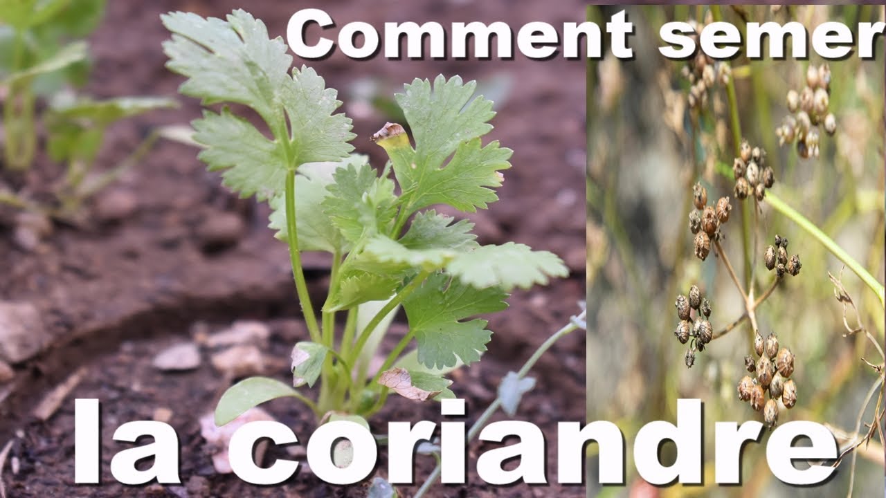 Comment semer de la CORIANDRE en pleine terre et en pot (serre) - De la graine &agrave; la plante