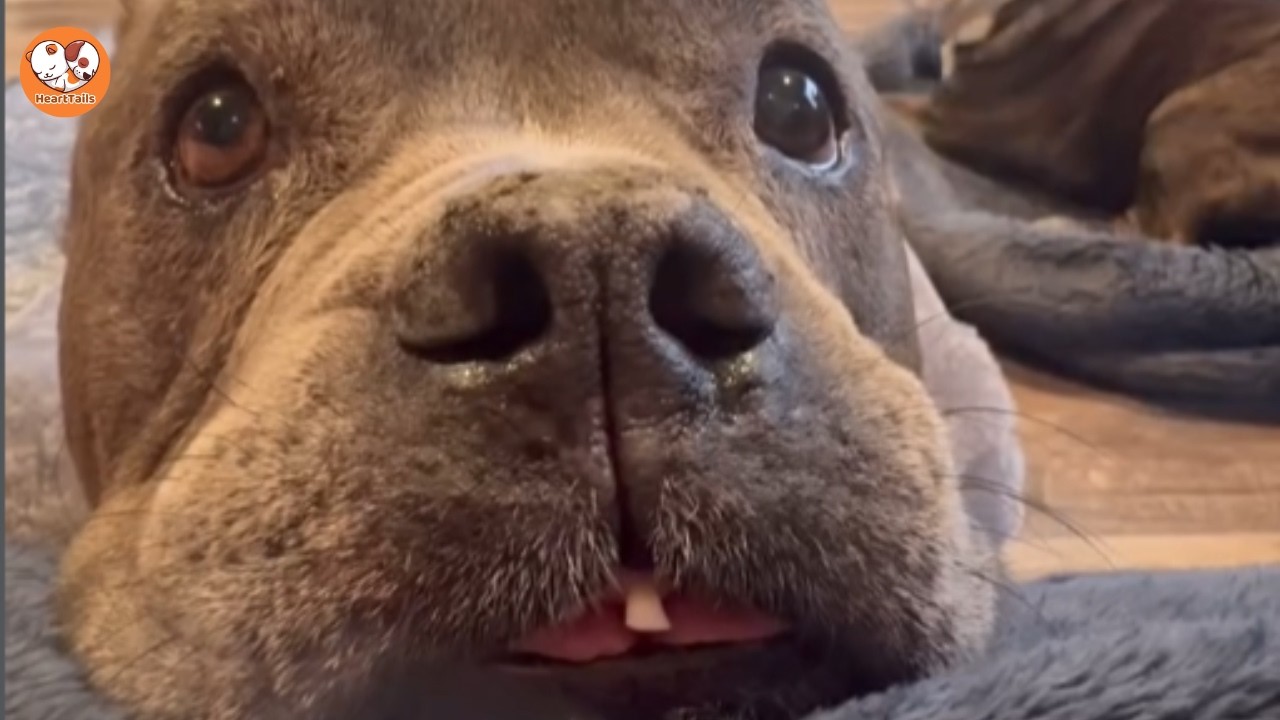 From Stray to Spoiled: Cocoa’s Sweet Rescue Journey Will Melt Your Heart
