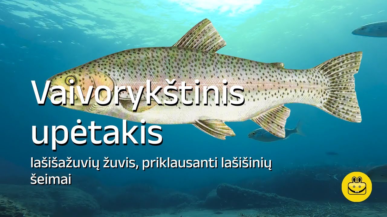 Vaivoryk&scaron;tinis upėtakis
