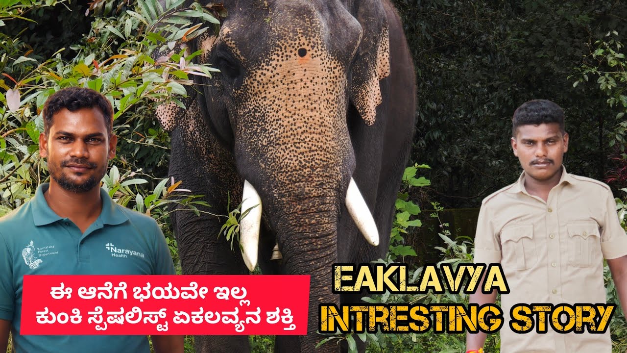 ಏಕಲವ್ಯ ಕುಂಕಿ ಸ್ಪೆಷಲಿಸ್ಟ್ 👑ಆನೆ & ಹುಲಿ ರಕ್ಷಣಾಕಾರ್ಯಾಚರಣೆಗಳ ನಿಜವಾದ HERO ಅತ್ಯಂತ ಶಕ್ತಿಶಾಲಿ ಹಾಗೂ ಸುಂದರ ಆನೆ 