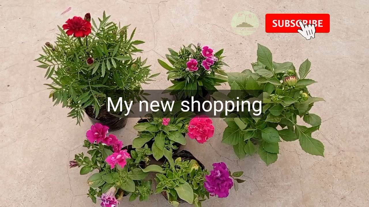 My winter flowers shopping
