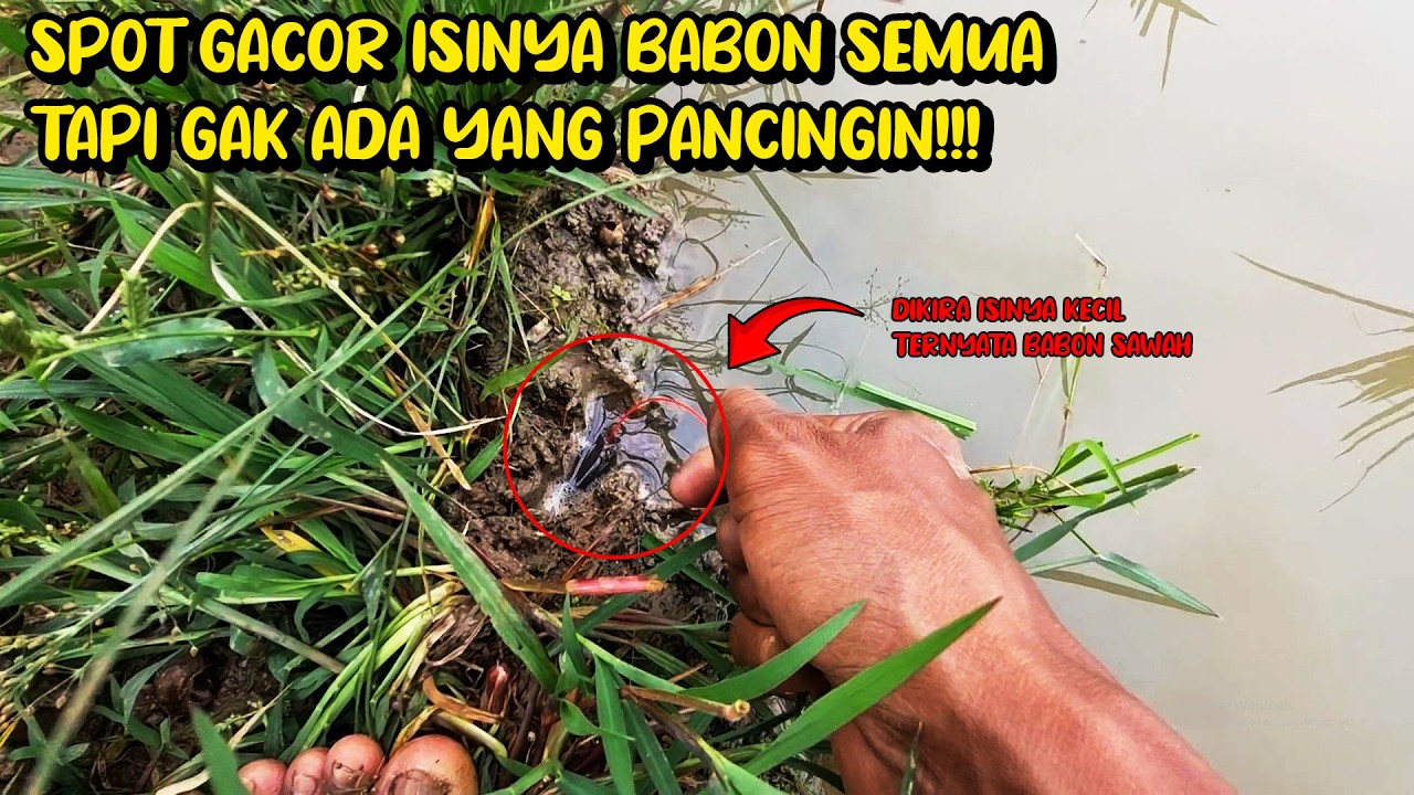 SPOT NGUREK PINGGIR JALAN DIKARAWANG BELUTNYA GEDE-GEDE -  MANCING BELUT