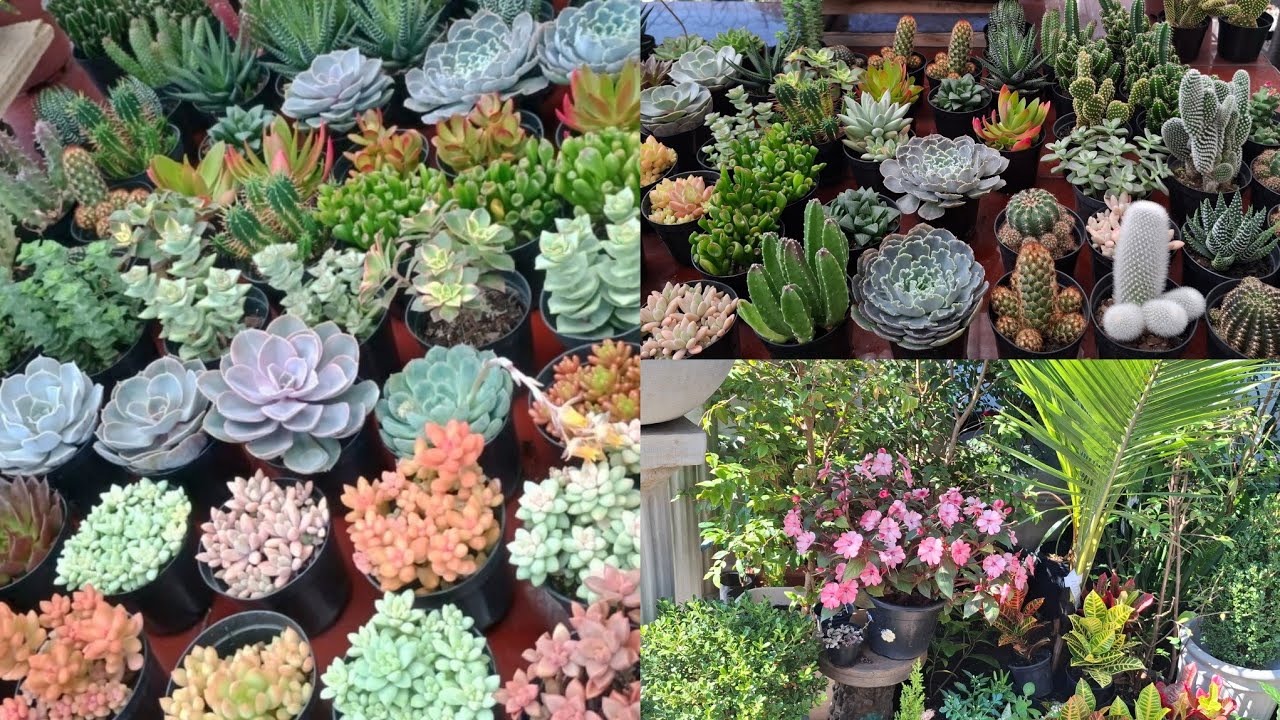 SUCULENTAS, PLANTAS LINDÍSSIMA, GARDEN PAULISTANO ❤️ ...