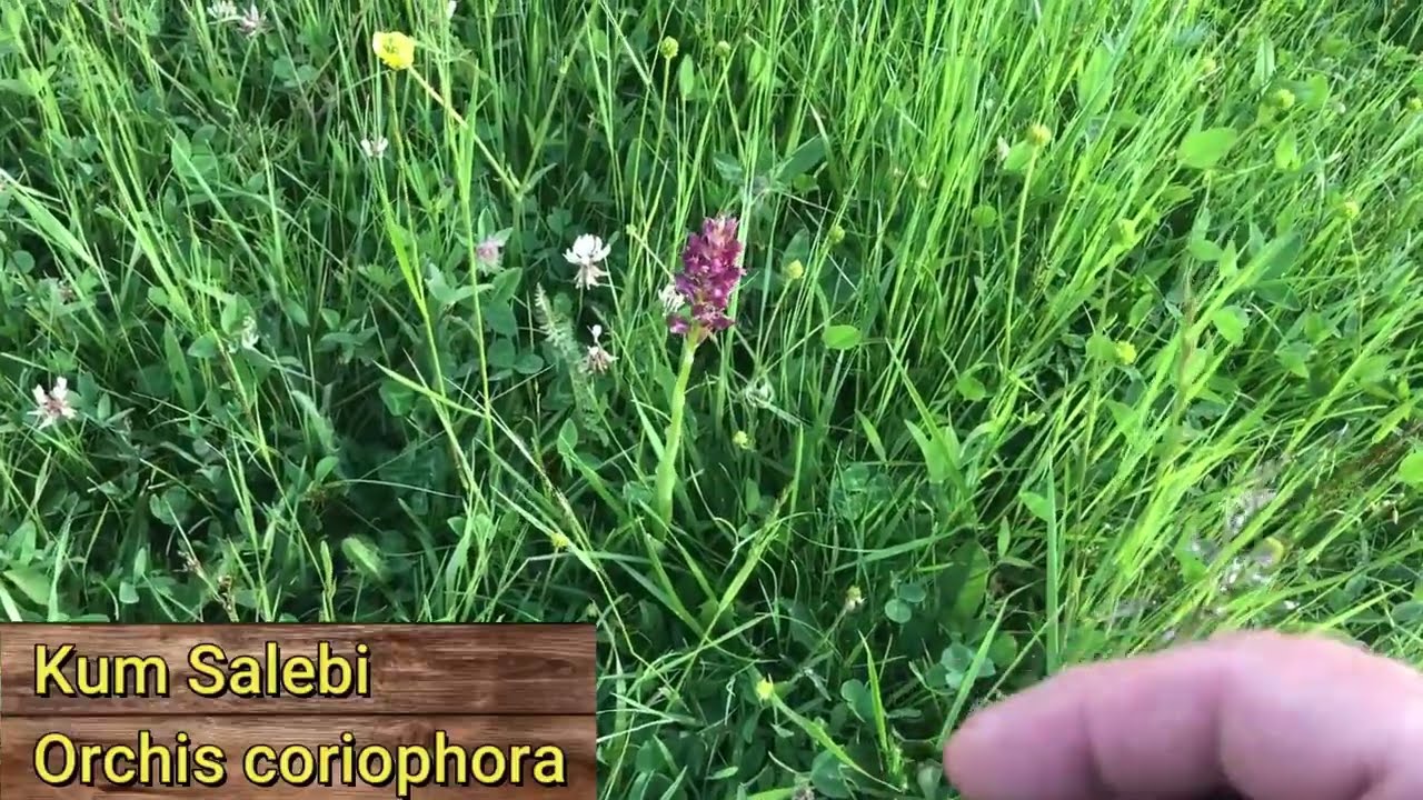 Doğu Anadolu Yaylalarında Yetişen Kum Salebi orchis coriophora