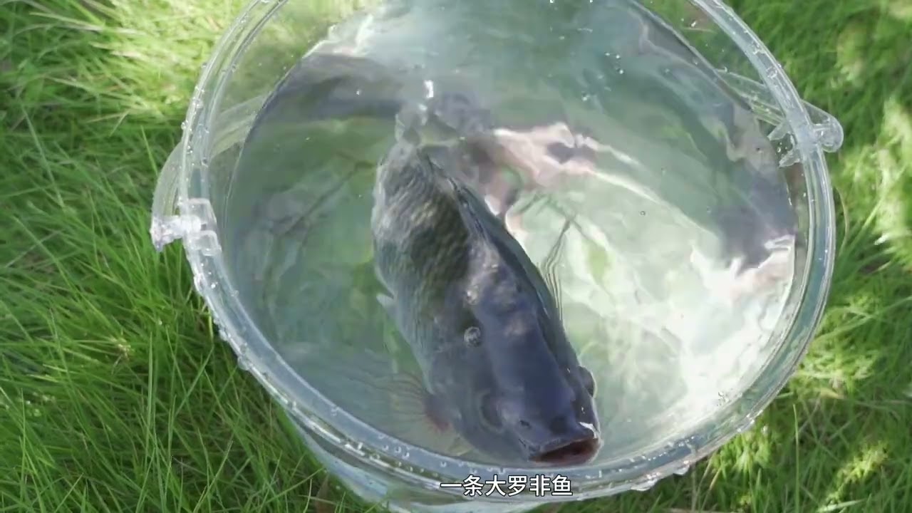 沉浸式采摘蔬菜 #治愈 #田园生活 #沉浸式 #乡村生活 #治愈系美食