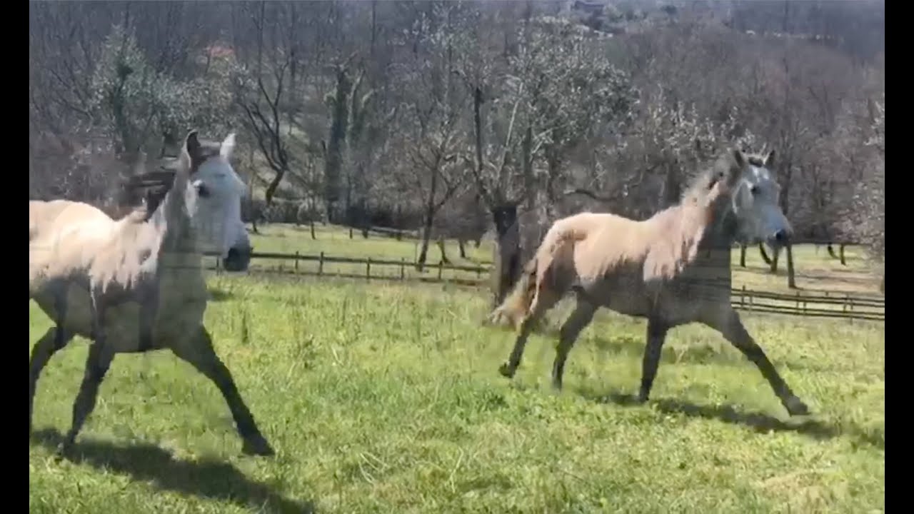 PADDOCK PARADISE EFFECT - Wild horses acting like wild / cavalli domestici come i selvaggi
