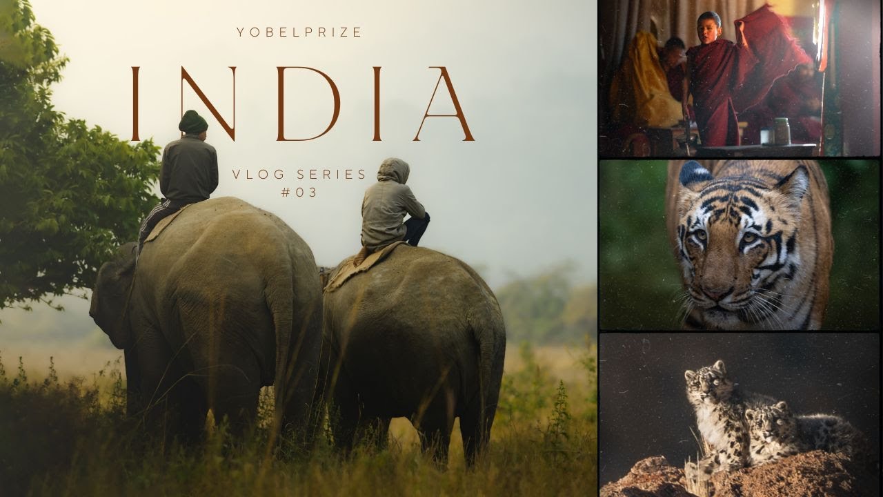 Snow Leopards & Tigers: An Epic Wildlife Journey Across India