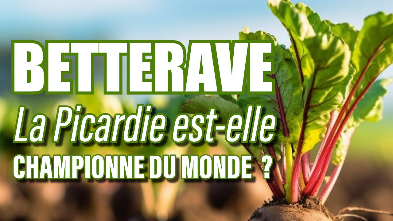 La Picardie, championne du monde de la betterave sucrière | C'EST VRAI ÇA ?