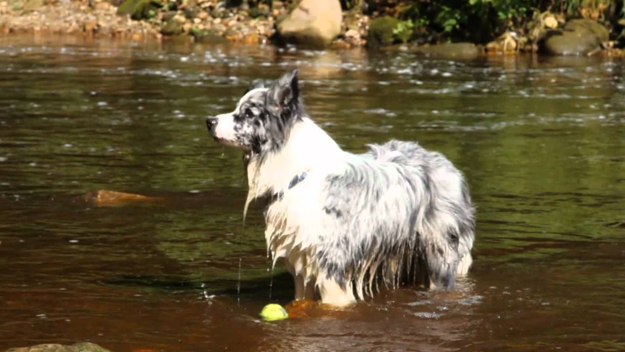 Blue merle border collie dog Duke's dream.