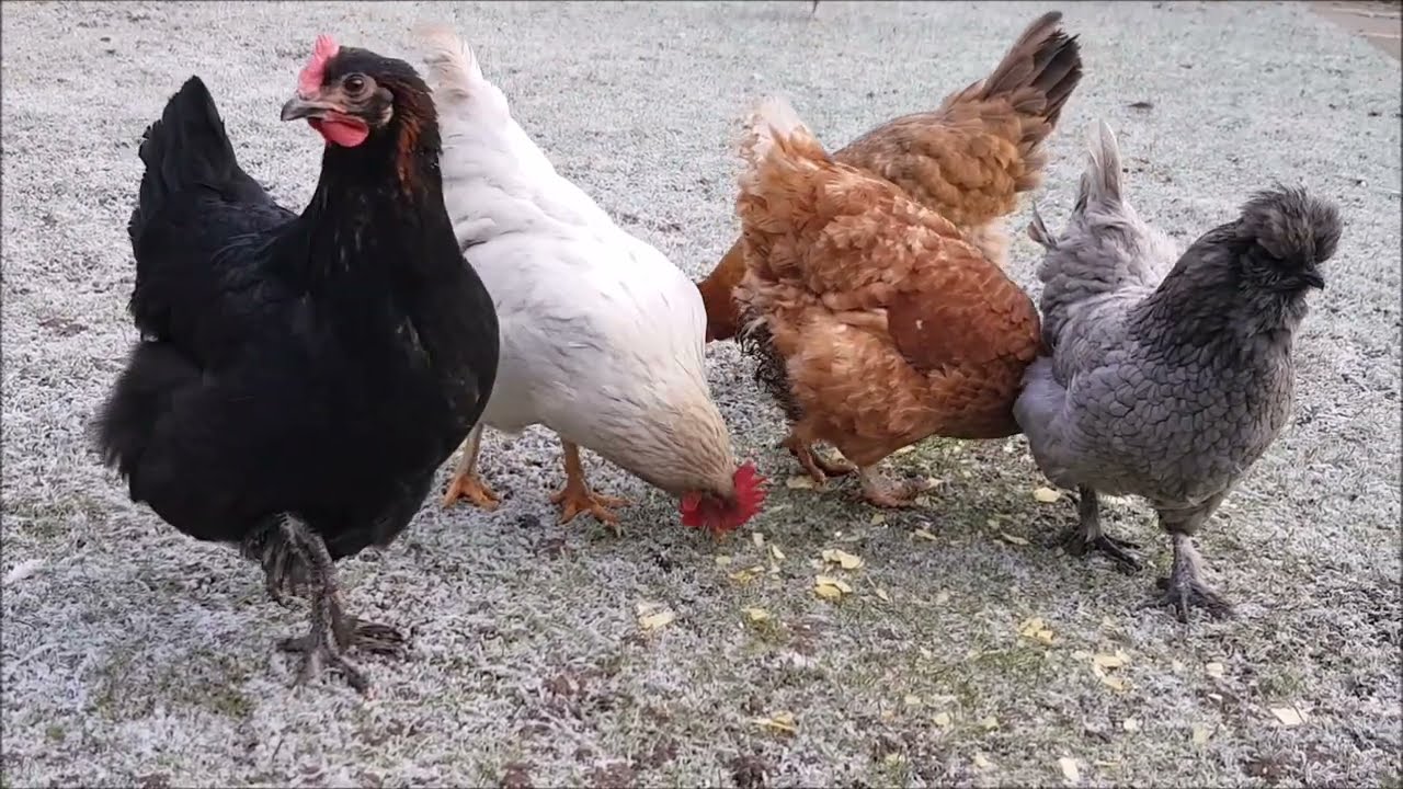 ❄ Frosty garden chickens 