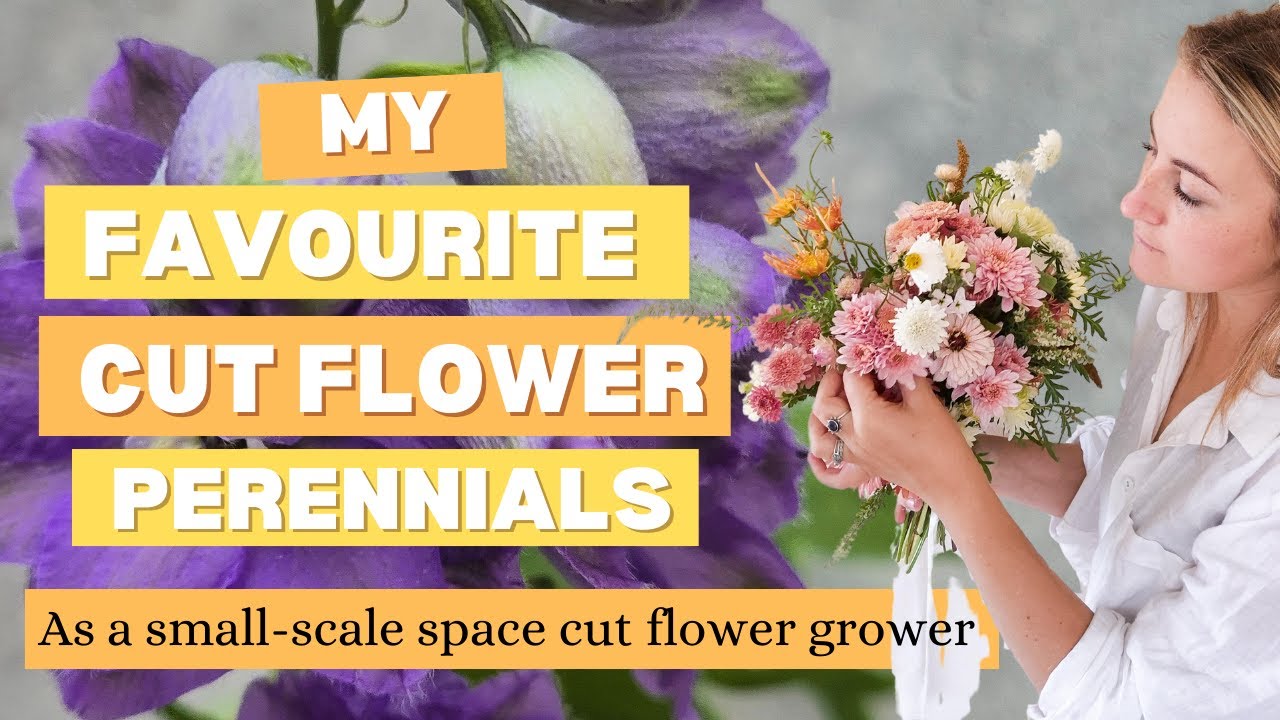 My favourite cut flower perennials! They're the gift that keeps on blooming.