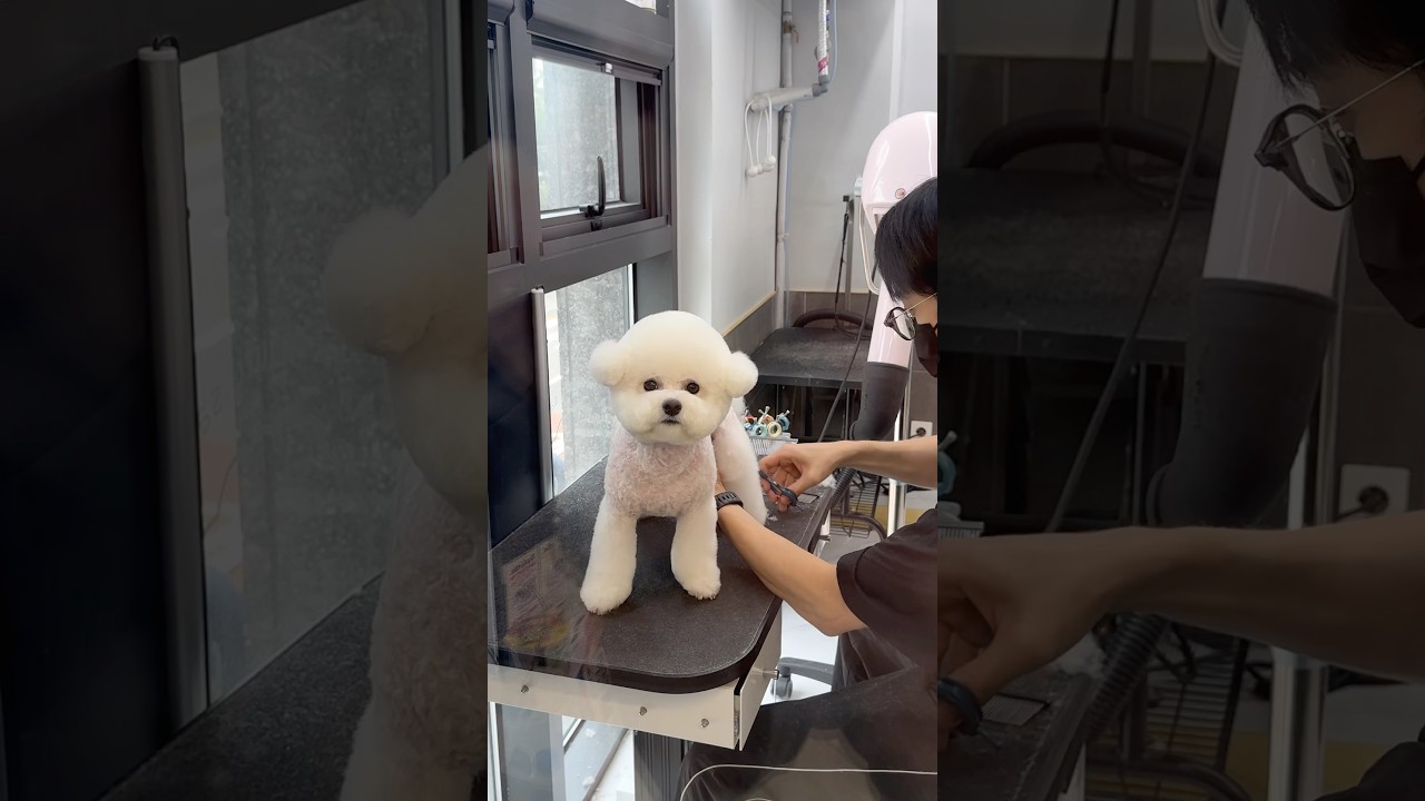 비숑 미용과정✂️  #애견미용사
