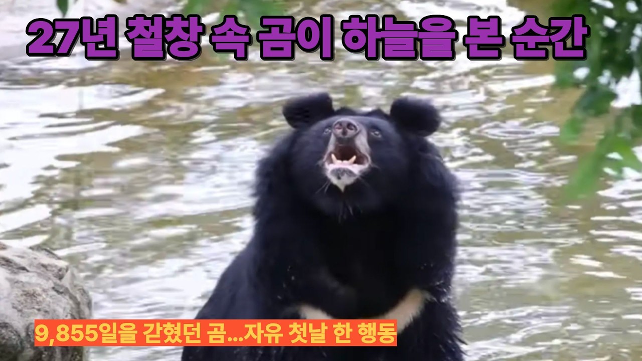27년 철창 속 곰이 하늘을 본 순간 😭#반달가슴곰 #동물구조 #감동실화 #27년만의자유 #동물보호#AnimalRescue #MoonBear #AnimalsAsia