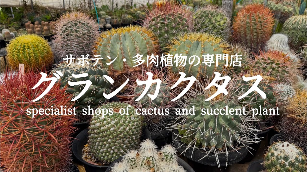 【グランカクタス】サボテンの聖地に再訪問！【塊根植物】【サボテン】