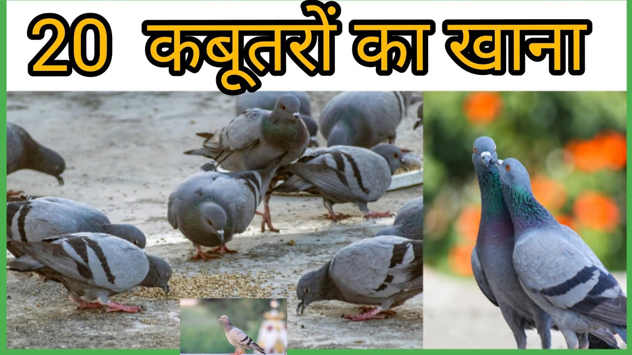 कबूतर का खाना। कबूतर क्या खाते हैं? | Pigeon Food & Habits | Kabootar Ki Jankari | kids learning