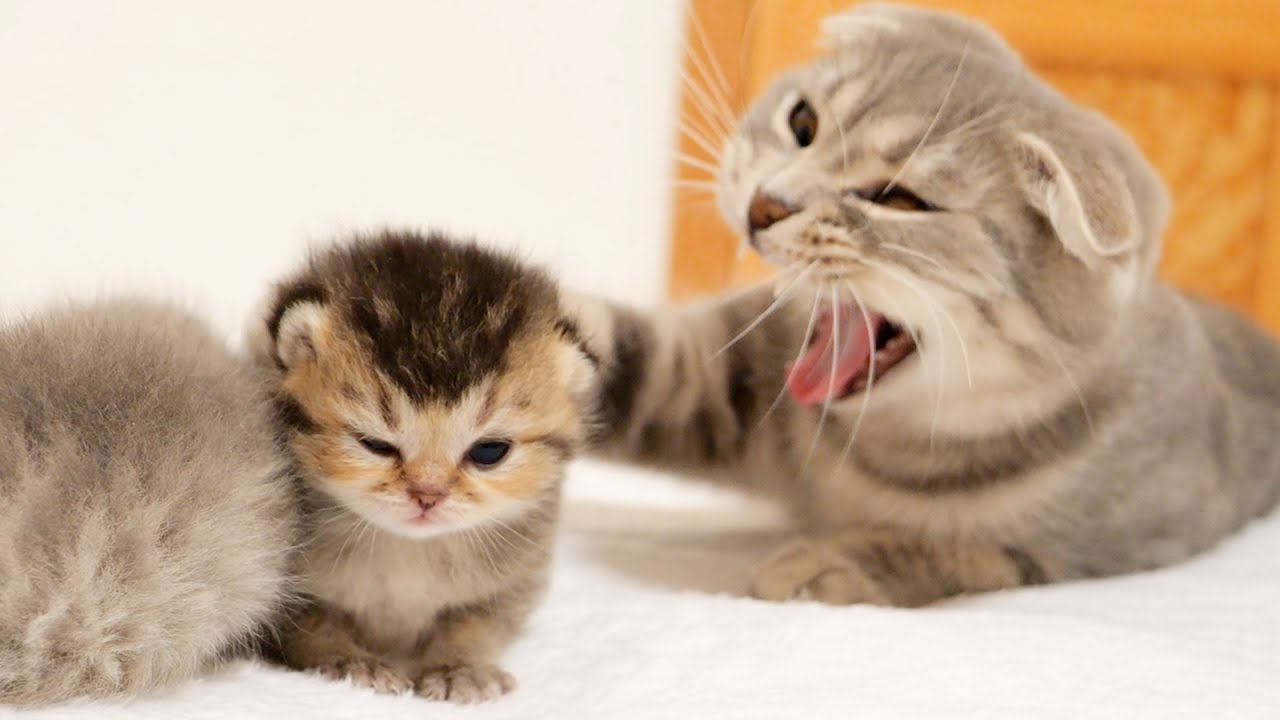 When I let the kitten escape from the box, the mother cat was very angry.