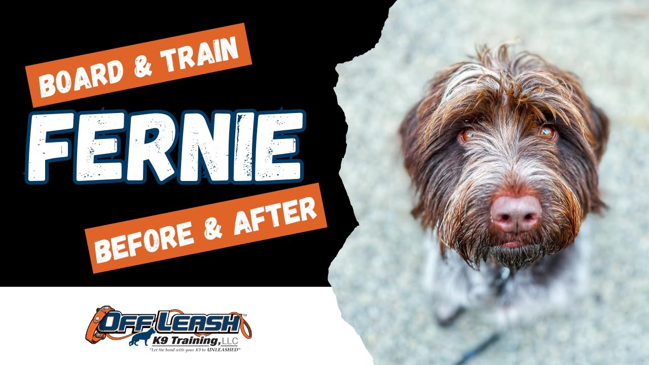 Wirehaired Pointing Griffon, 2 yr old, 