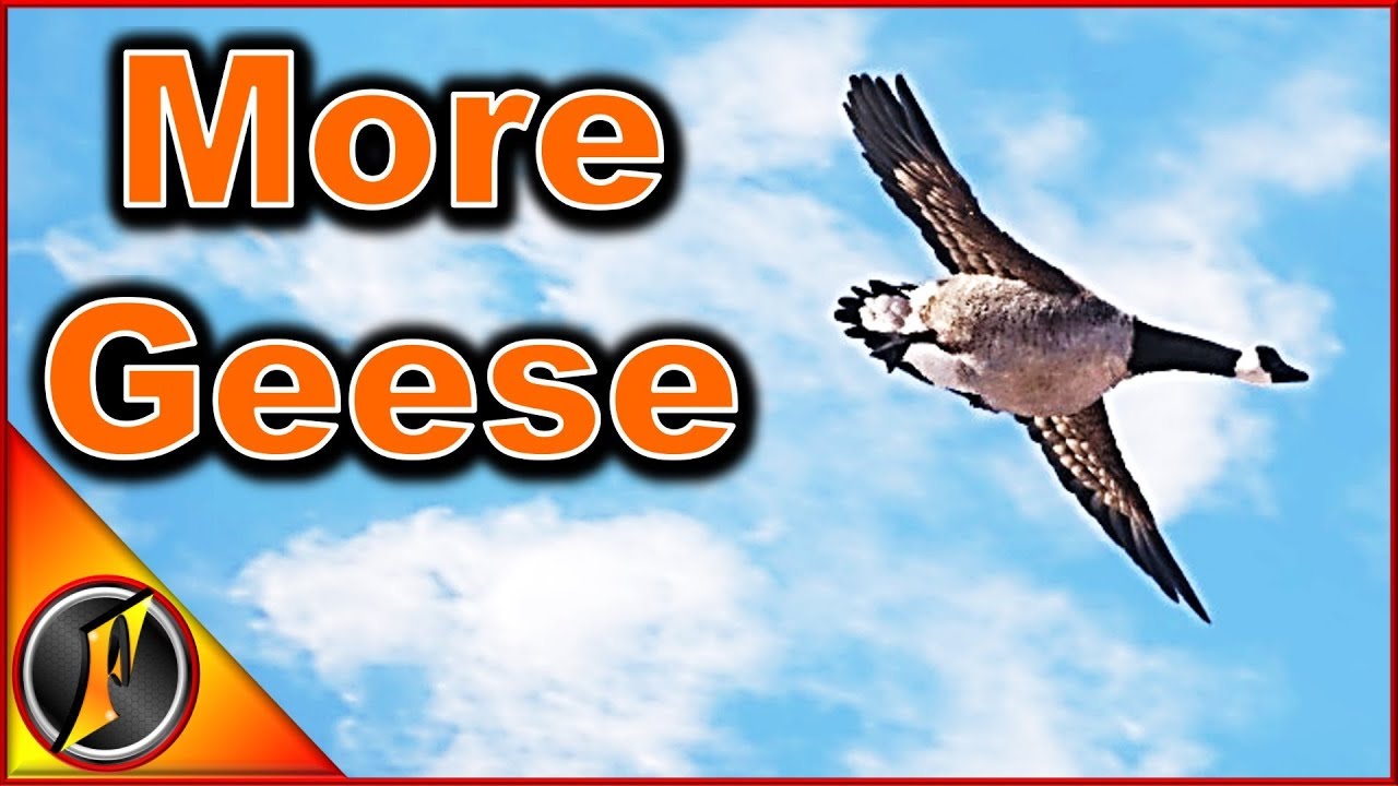 How to Drop MORE Geese | theHunter Call of the Wild 2018