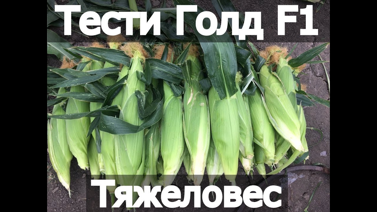 Суперсладкая кукуруза Тести Голд. Юг-Агро. Agri Saaten