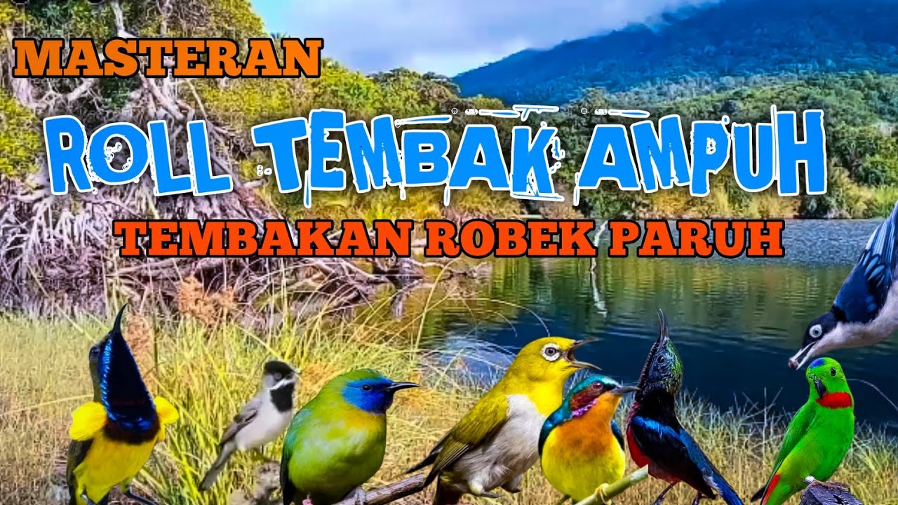 2 jam masteran BURCIL Irama sejalur Roll tembak ampuh MUDAH MASUK tembakan robek paruh