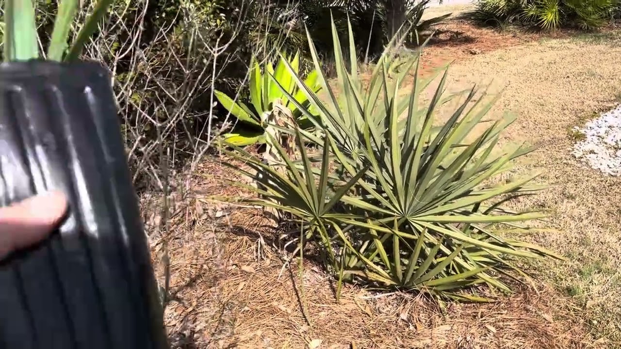 Extra cold-hardy selection of Sabal mexicana