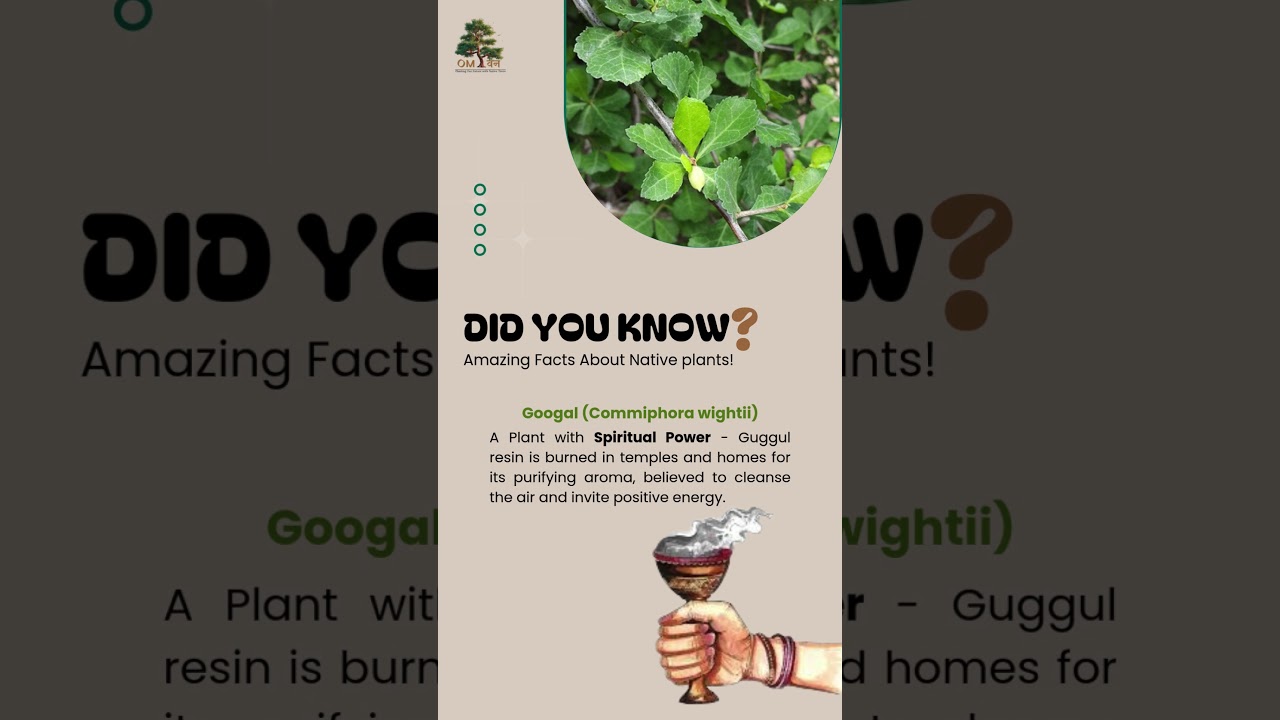 Guggul &ndash; Nature&rsquo;s Healing Resin! #Guggul #NativeTrees #OmWan #HealingNature #naturesacred
