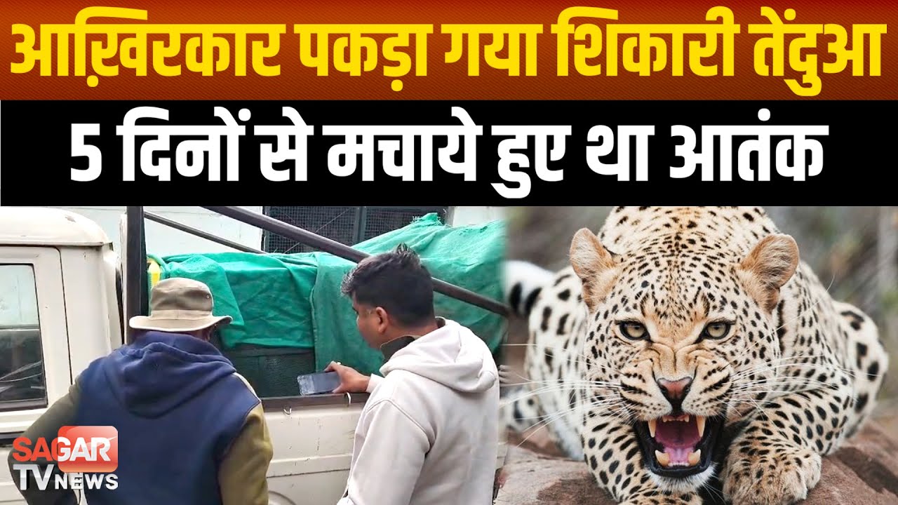 5 दिनों से तेंदुए के डर के साये में थे लोग, आख़िरकार पकड़ा गया तेंदुआ|SAGAR TV NEWS|