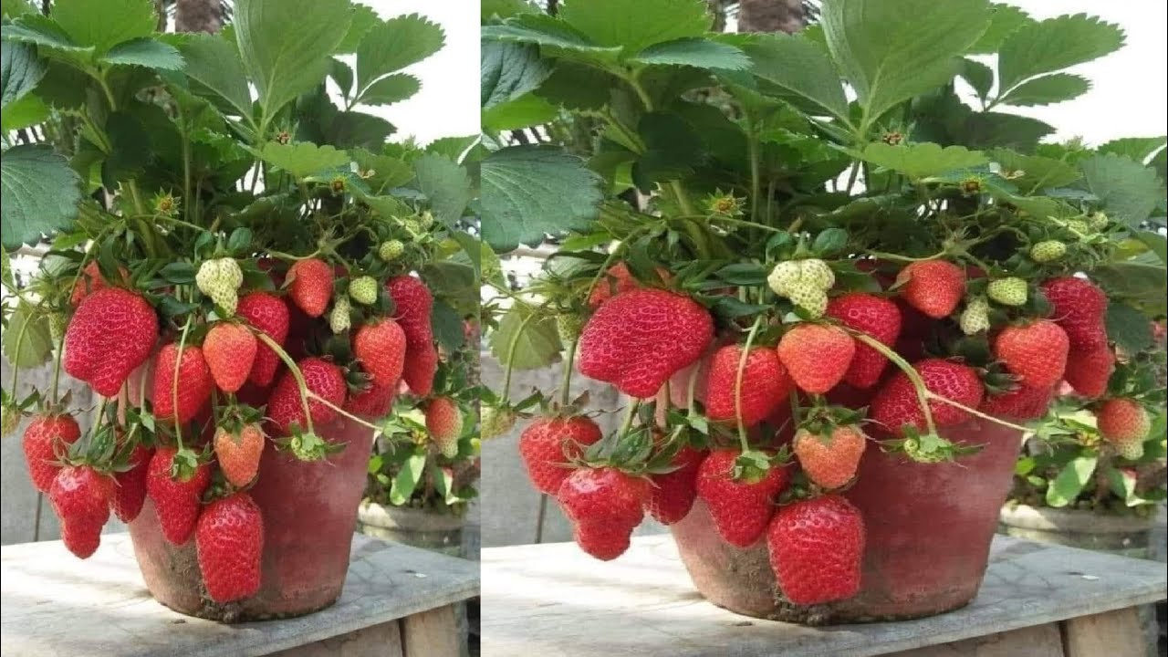 Isso é uma MINA de OURO para MORANGO produzir RAPIDÃO