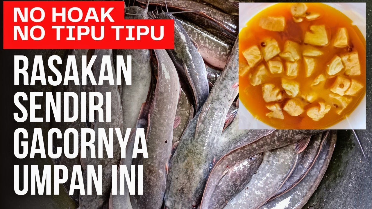 Umpan Gacor Lele Harian Terbaru Siang Malam
