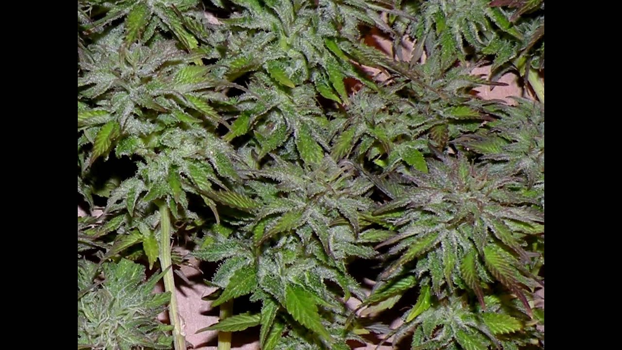 Harvest day plant #1