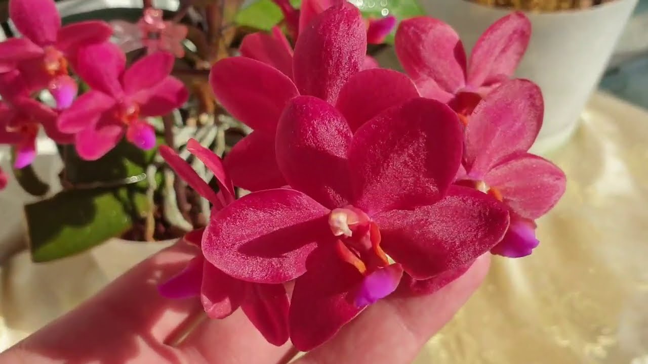 Невероятное цветение орхидеи Buddha's Treasure#Обзор цветущих адениумов