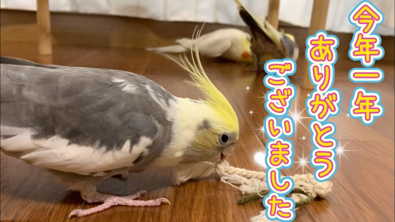 もずきち家のオカメちゃんたちより1年の感謝の気持ちですvol.437#cockatiel