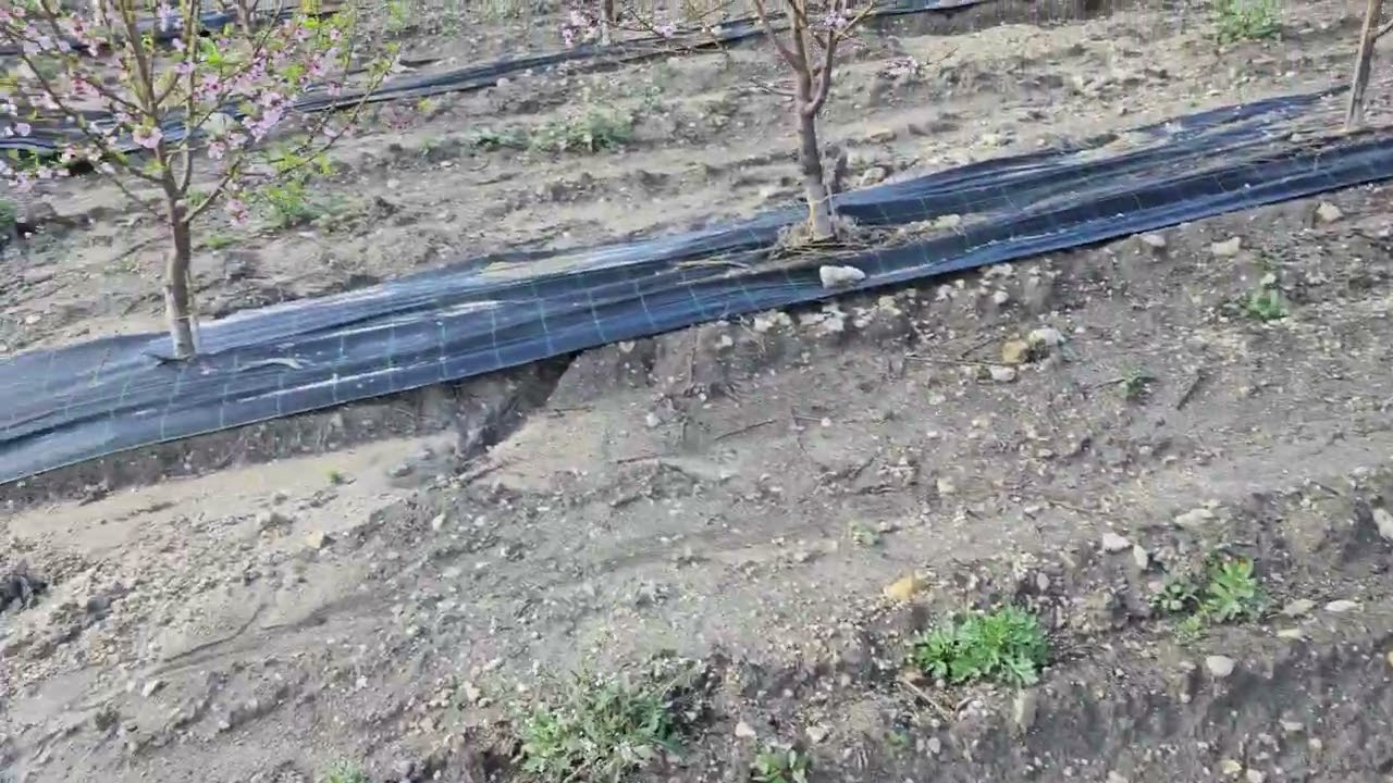 Spettacolare fioritura di varietà superprecoci nel mio pescheto innovativo e sostenibile .